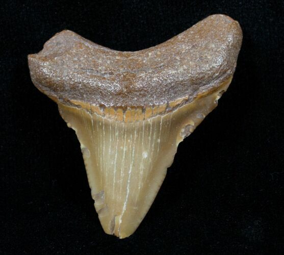 Tan Megalodon Tooth - Bone Valley #3820